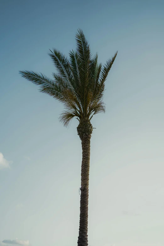 two birds fly around near a palm tree