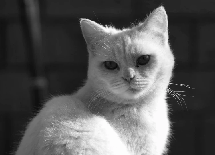 a white cat looking directly into the camera