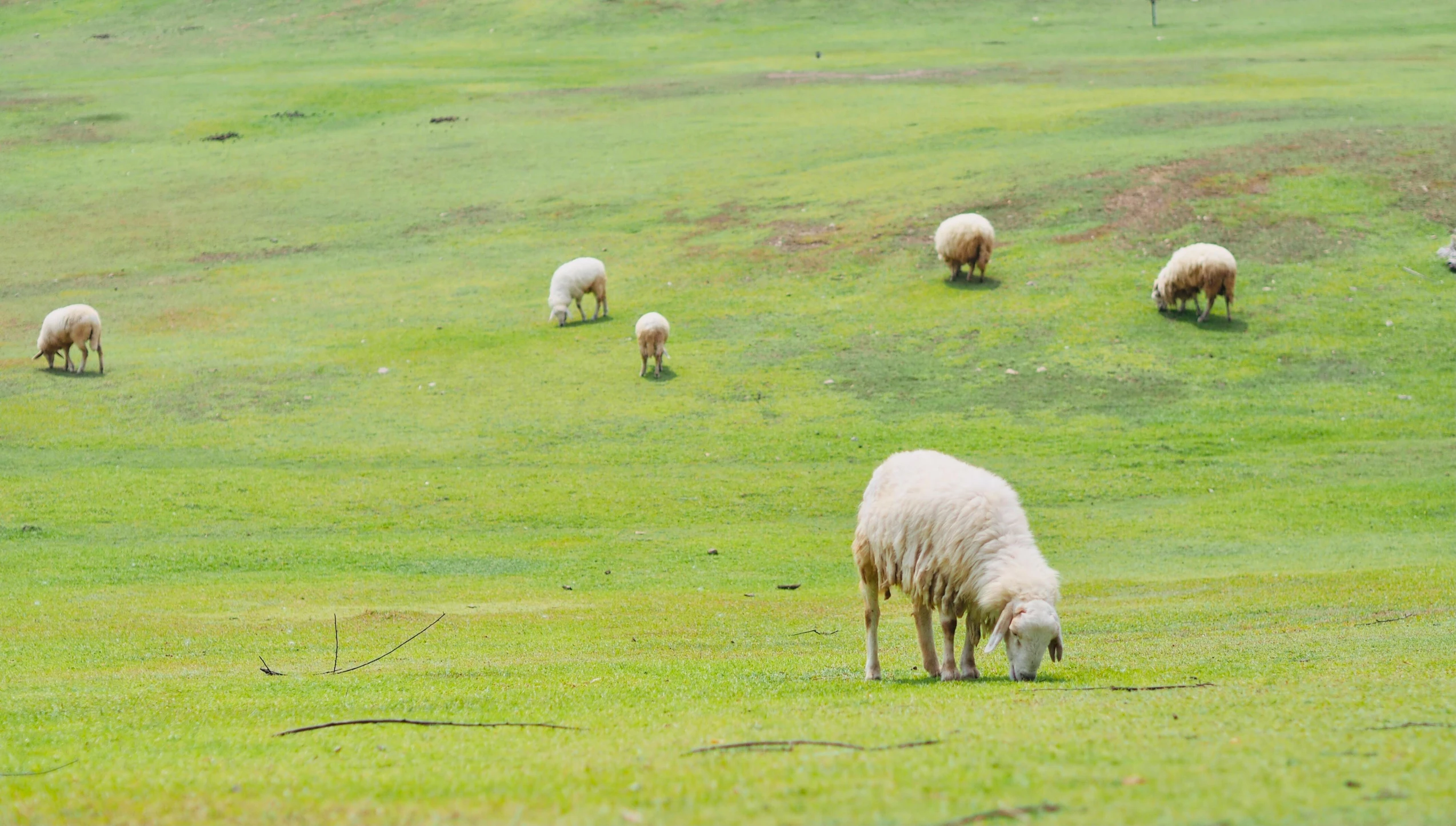 there is a herd of sheep that are in the grass