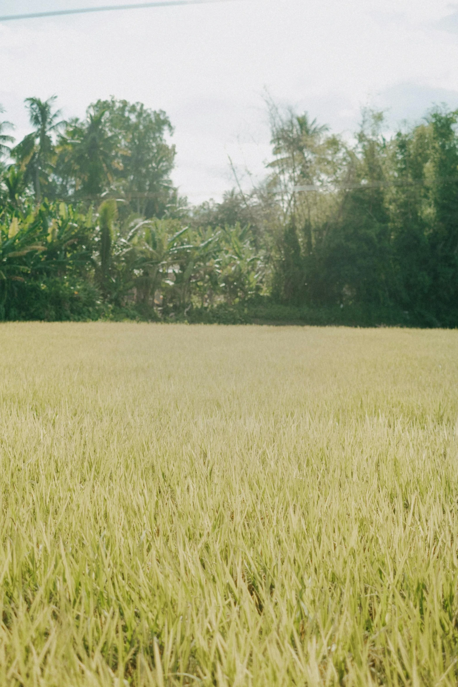 a field of tall grass with trees in the background