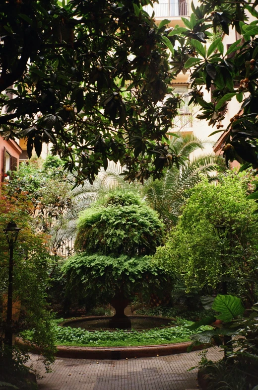 a small tree in the middle of a brick walk way