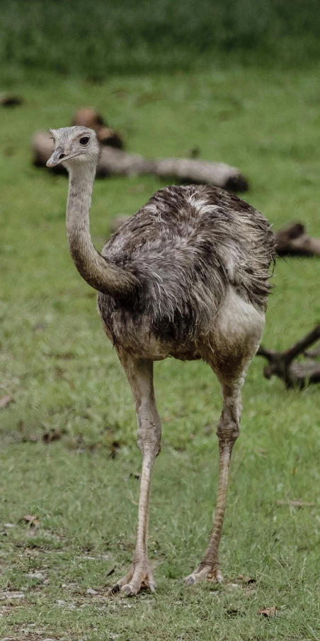 an ostrich walks through a field with grass