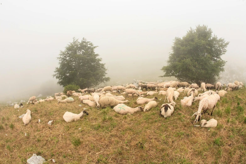 some sheep are on a hill on a foggy day