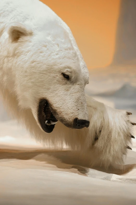 the polar bear is stretching his nose towards the camera