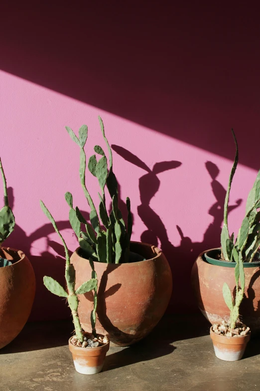 the three different plant pots are against a pink wall