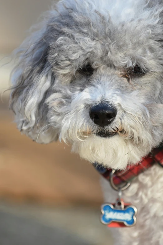 a gray dog is wearing a blue and red tag