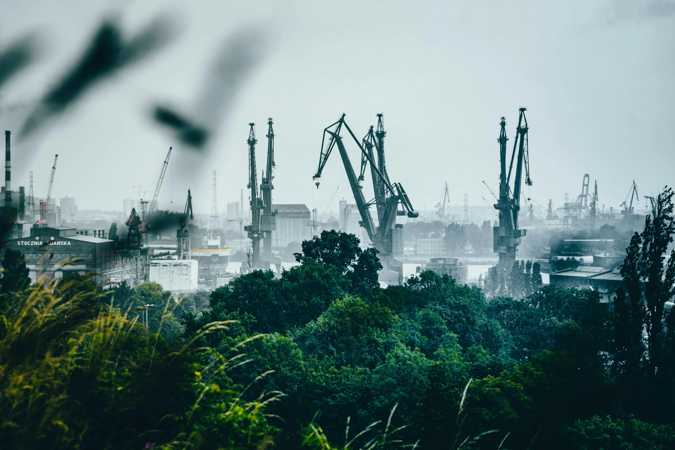 large group of cranes in a harbor with trees