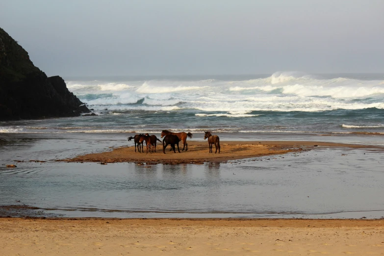 horses stand on a small sandy area near the ocean