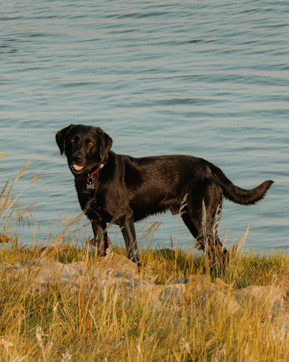 a large black dog standing by some water