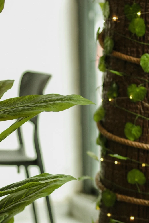 some green plants that are next to a chair