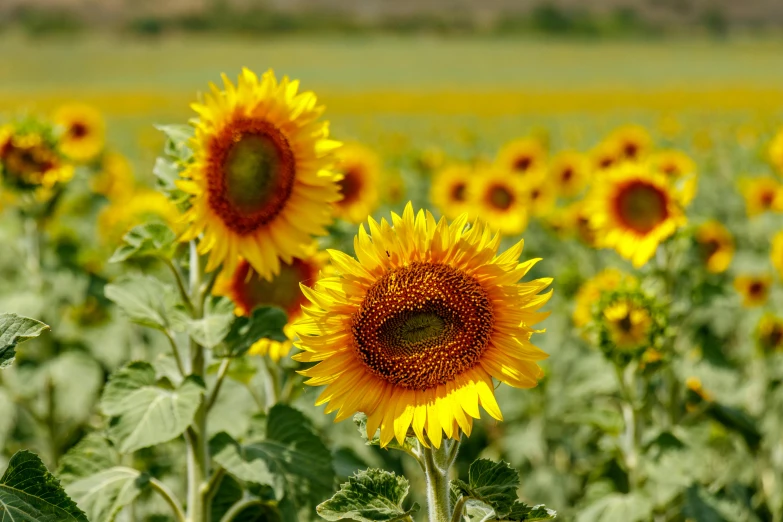 this po depicts the blooming sunflowers in the field