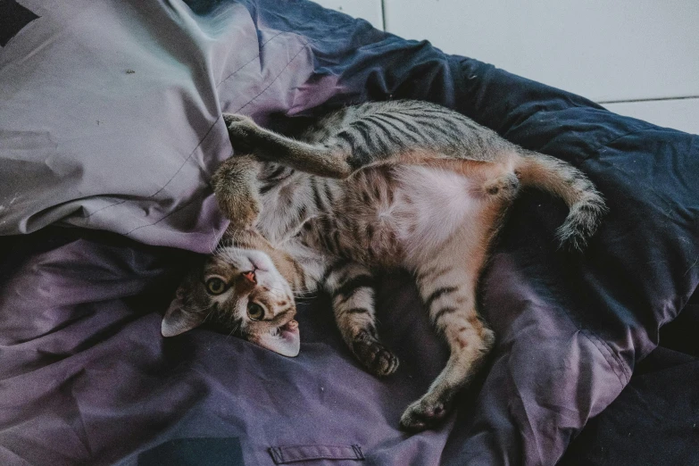 a cat that is laying on top of a blanket