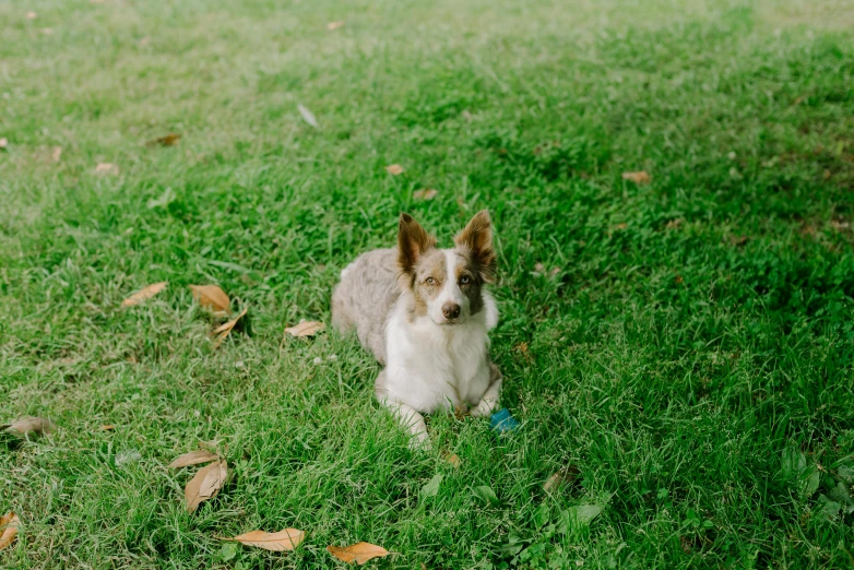 a small dog sits in the grass next to its frisbee