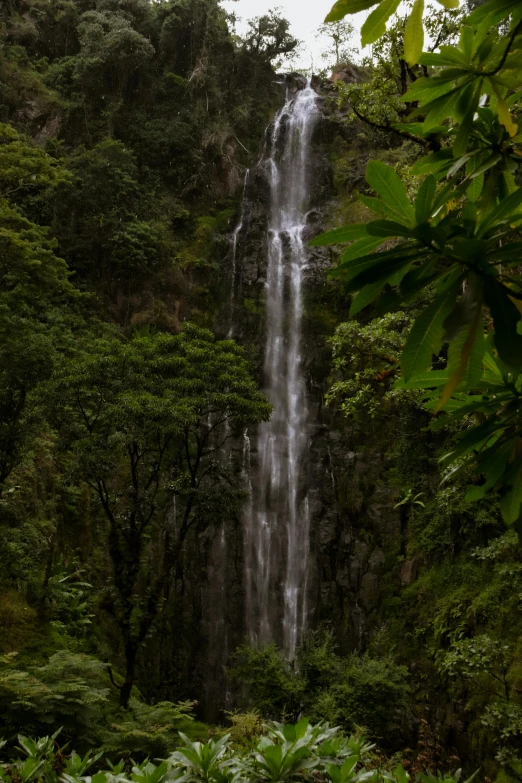 a large waterfall is in the middle of trees