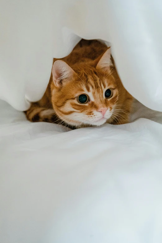 an orange and white cat hiding in a white blanket