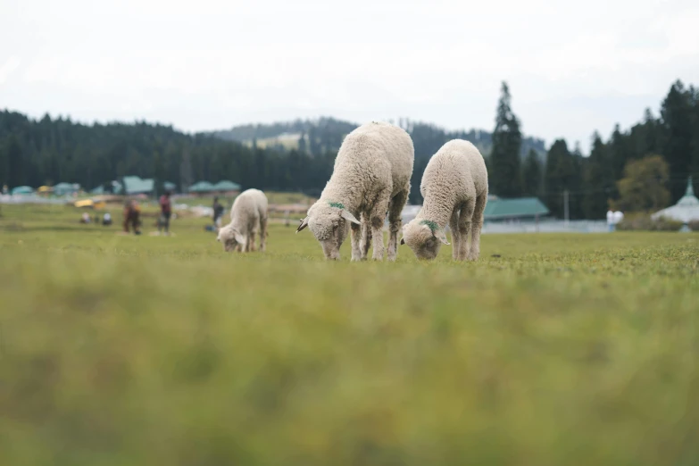 sheep are grazing in a large field of green grass