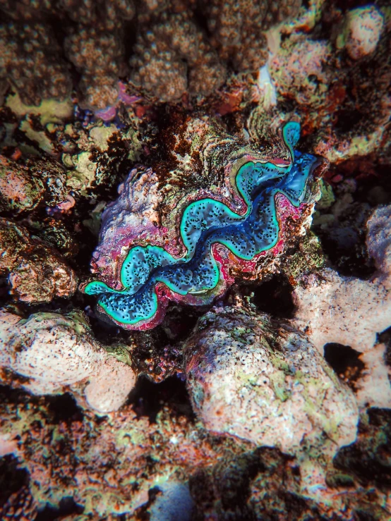 a colorful colored seahorse on top of a rock