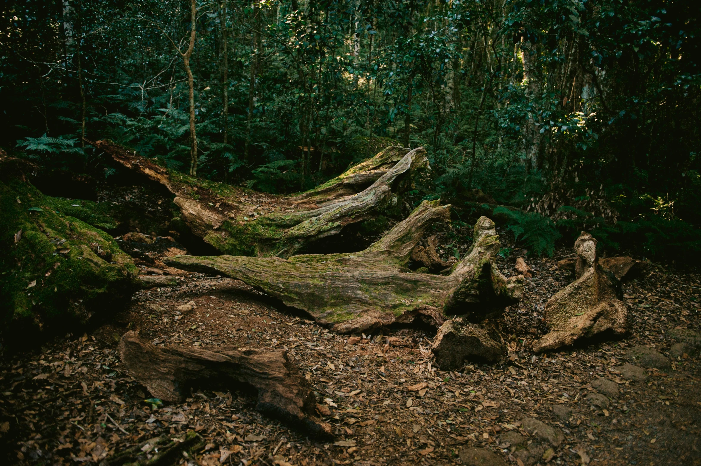 the big fallen trees are green, brown and very green