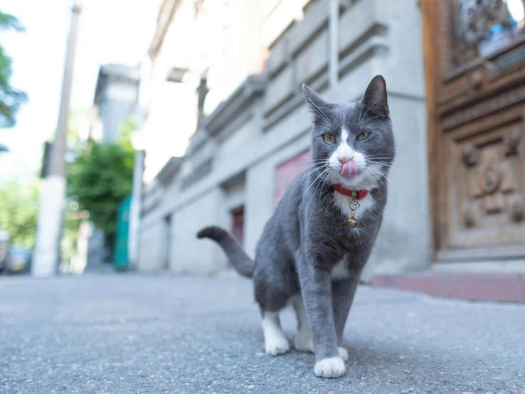 a grey and white kitten is on the sidewalk