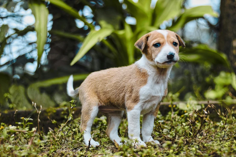 a brown and white puppy standing in the woods