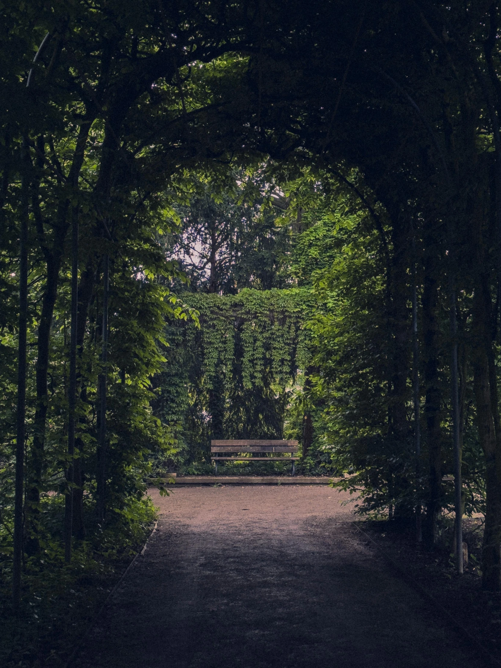 an open trail with benches through the trees