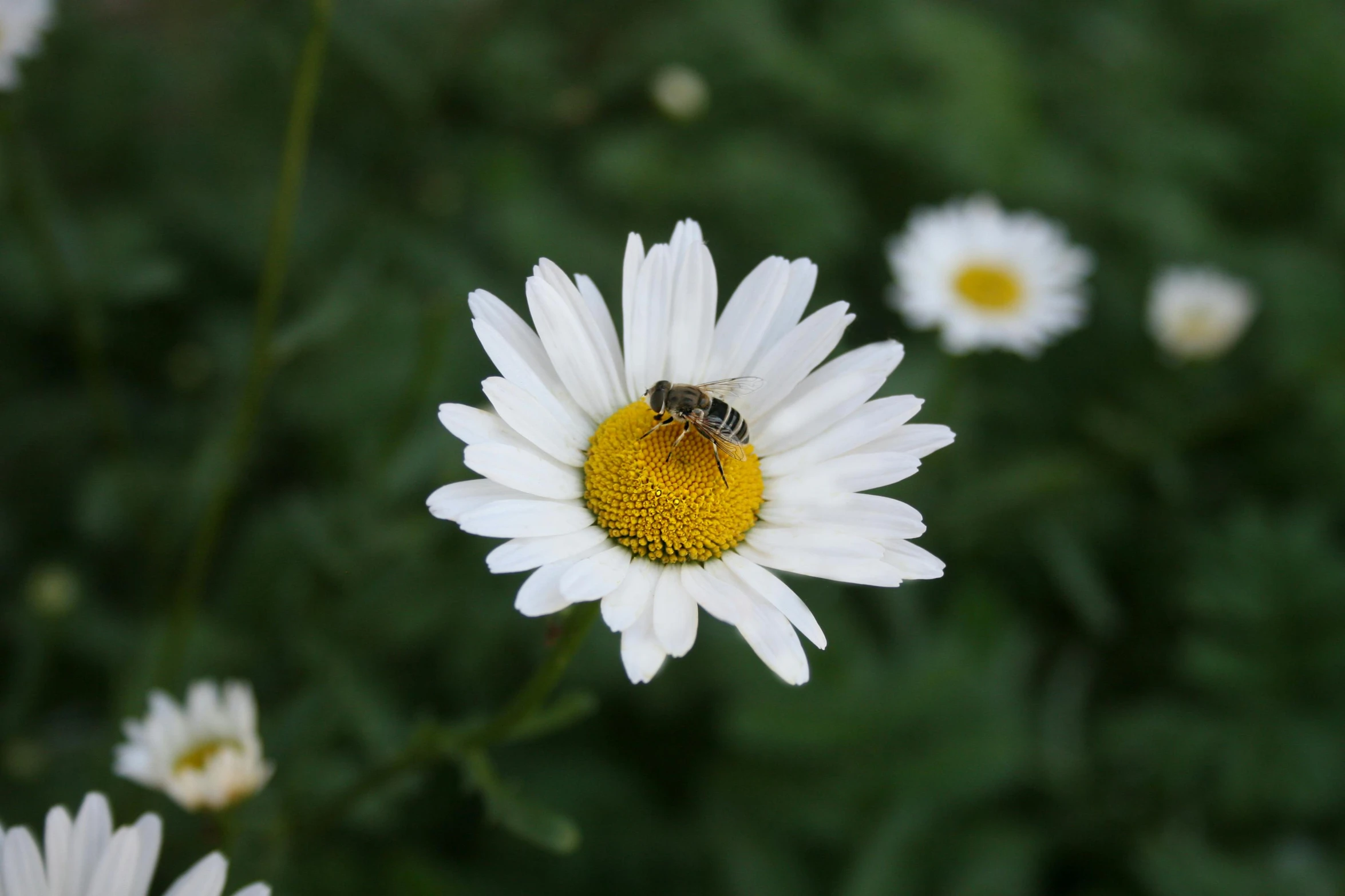 a small bee is sitting on the center of the flower