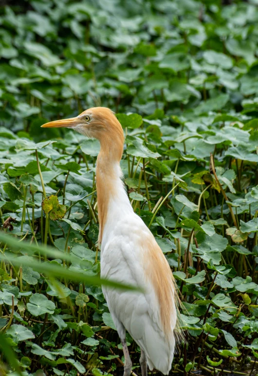 a yellow and white bird standing in some green water