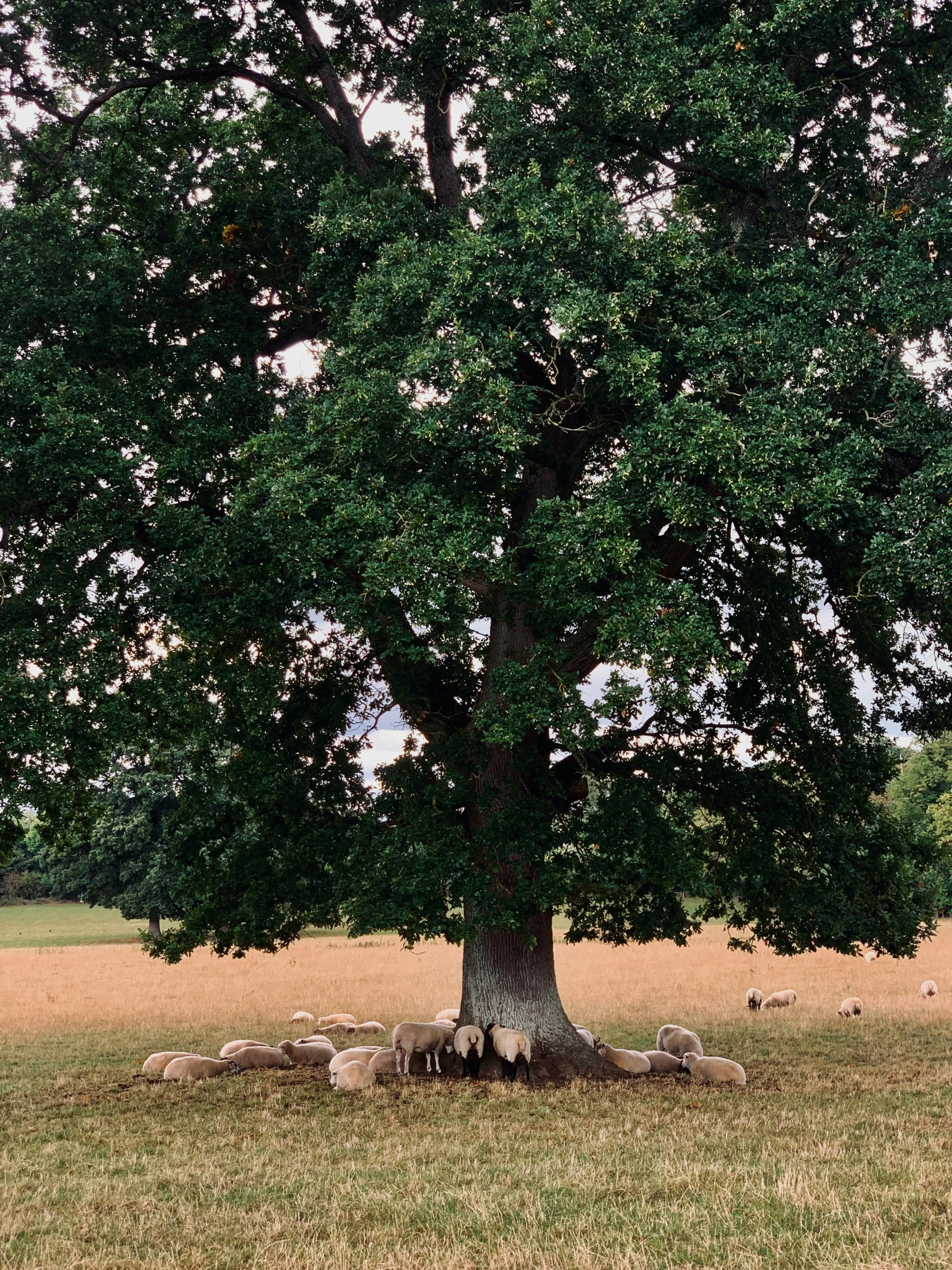 a herd of sheep laying under a large, green tree