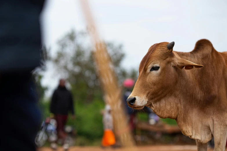 a brown cow is standing in front of some people