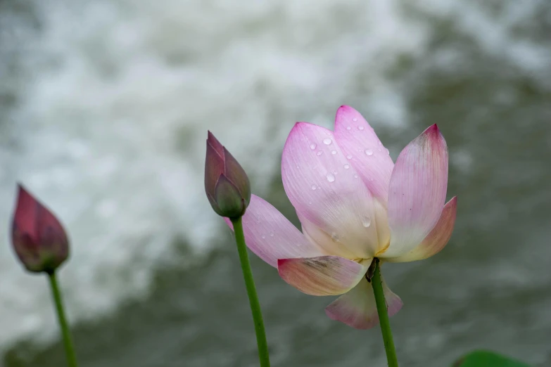 three pretty lotus flowers standing by the water