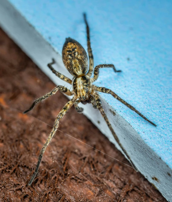 a spider sitting on the floor in front of a door