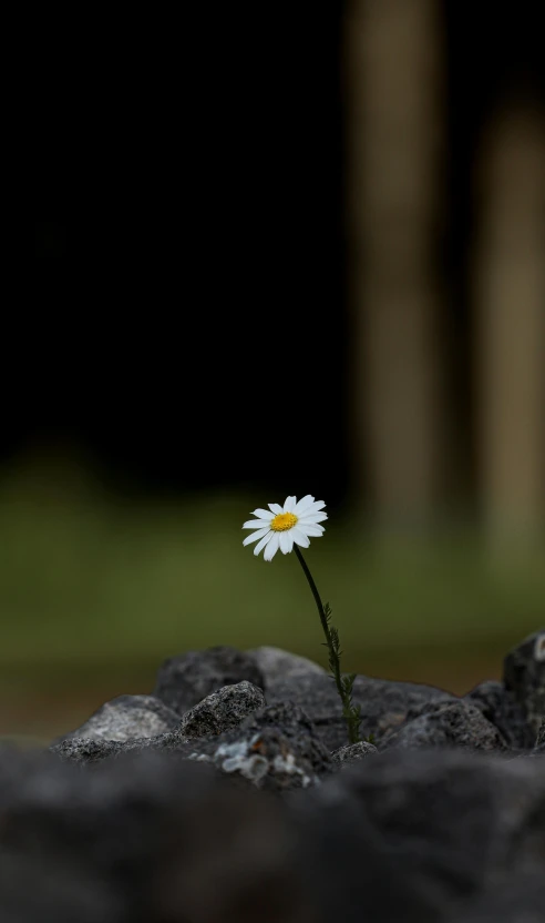 a single daisy sticking out of some rocks