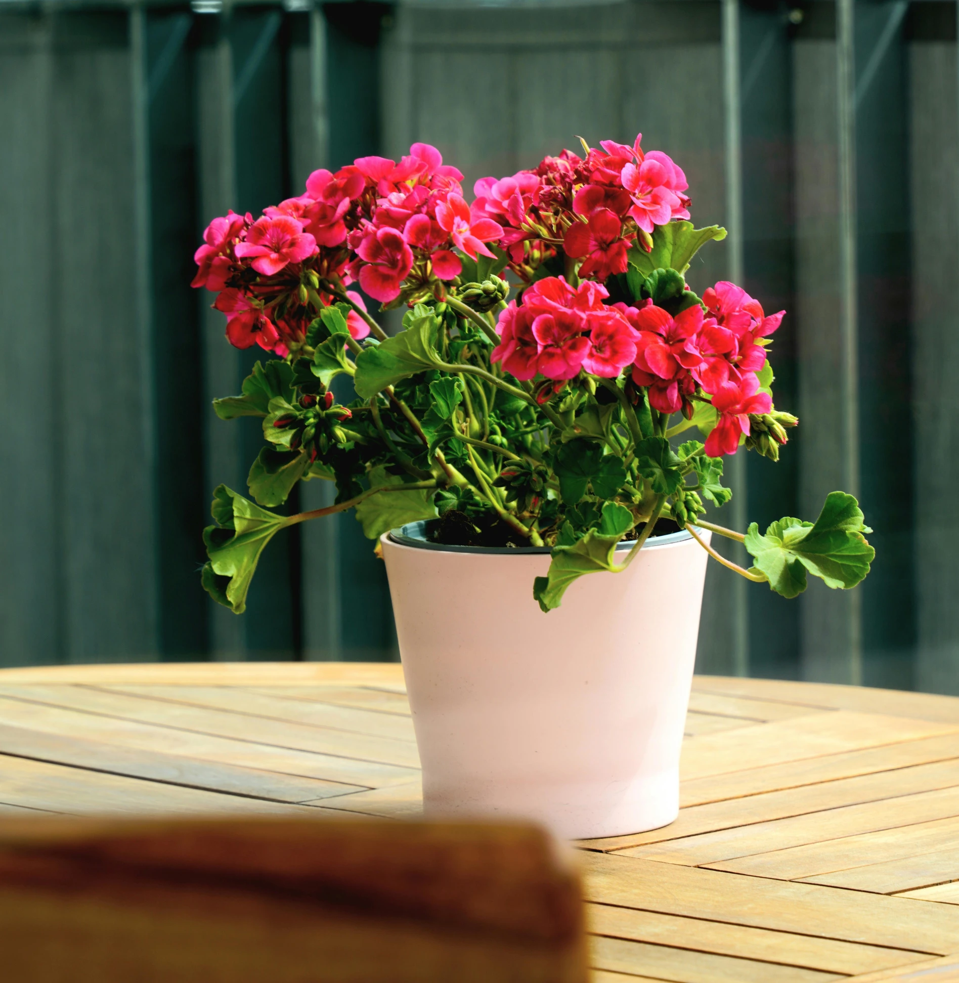 potted red flowers sitting on wooden table outdoors