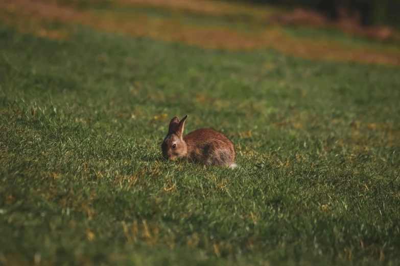 a bunny rabbit sitting in a grassy field