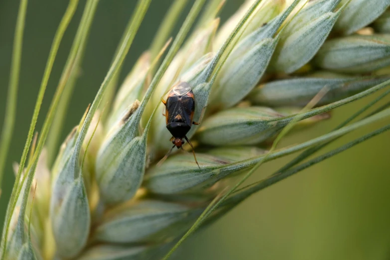 a bug is perched on top of a green plant