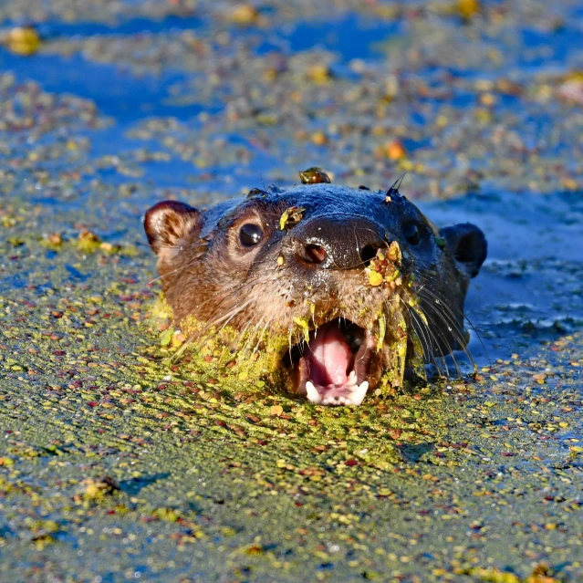 an animal that is in some water with it's mouth open