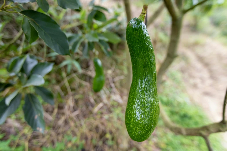 a green pickle hanging from a tree nch