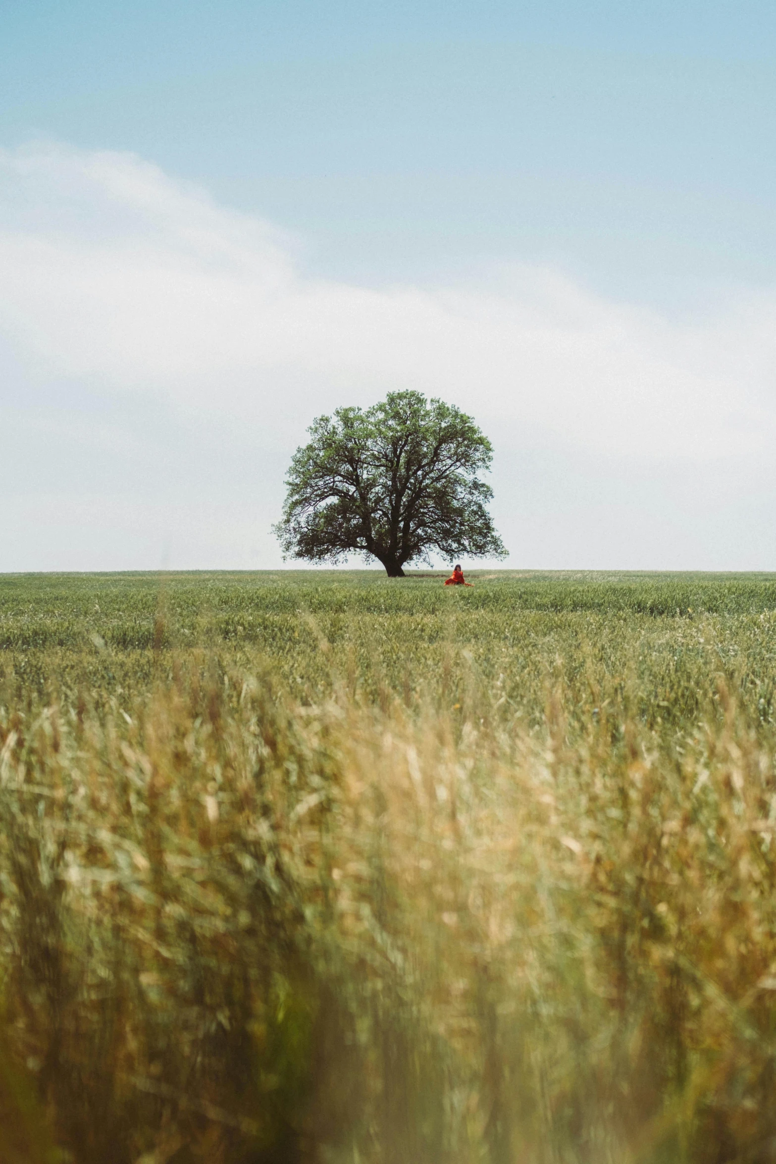 a lone tree in a field of tall grass