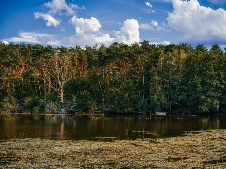 there are some trees near the water and sky