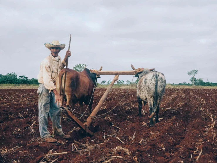 a man holding two horned cows with plow on a farm