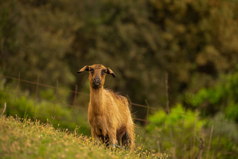 an animal standing on top of a green field