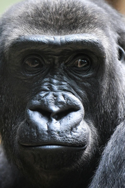 close up of the face and head of a black monkey