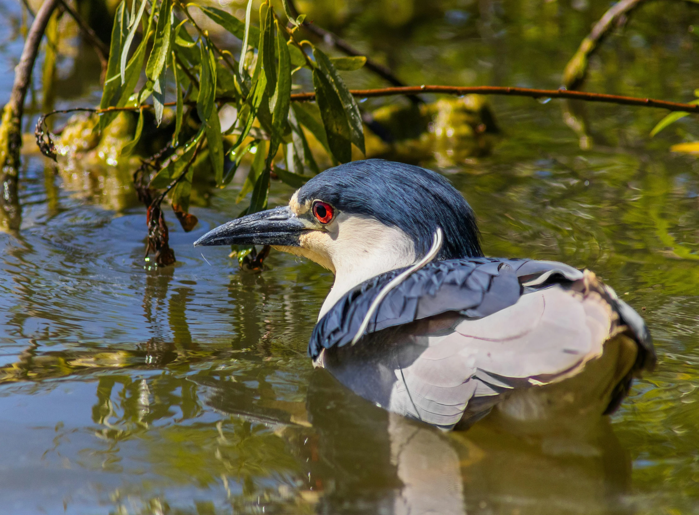 a bird is floating on the water with its head turned