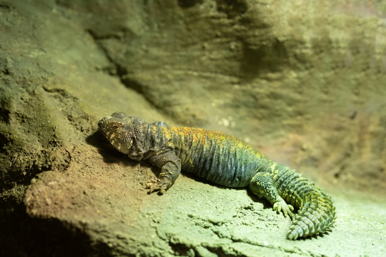 there is a large lizard that is laying on the rocks