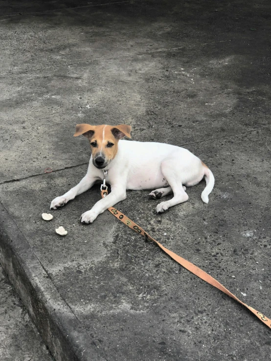 a dog laying on the ground with a leash