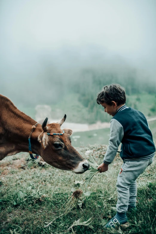 a boy feeding the head of a cow in a field