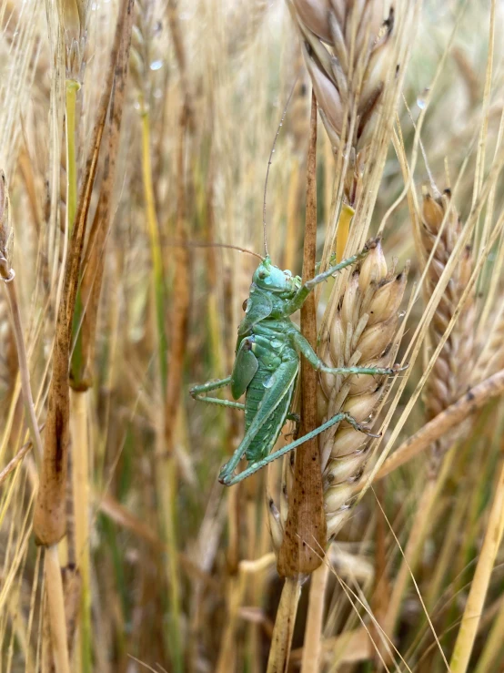 a green bug that is in some brown grass