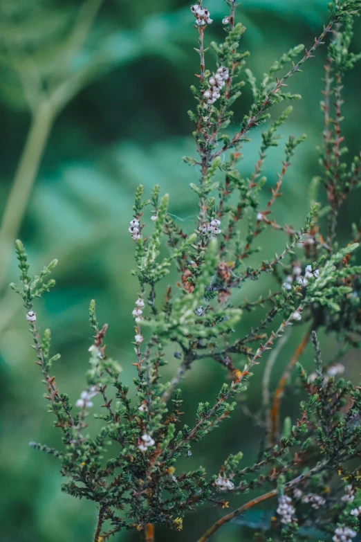 flowers of a bush with a green background