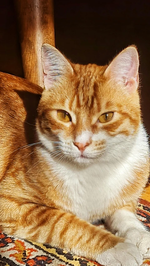 an orange and white cat laying on top of a rug