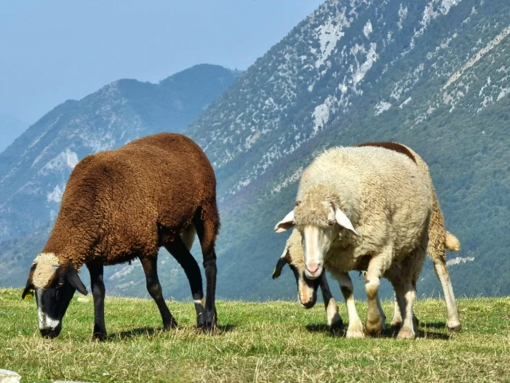 sheep are grazing on grass in front of mountains